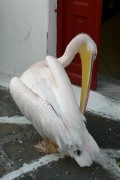 Pelican of Mykonos Island Petros the Pelican