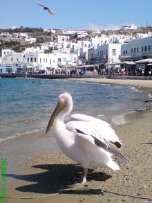 PETROS THE PELICAN