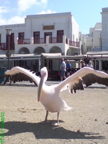 MYKONOS PELICAN