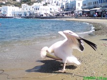 MYKONOS PORT - PETROS THE PELICAN